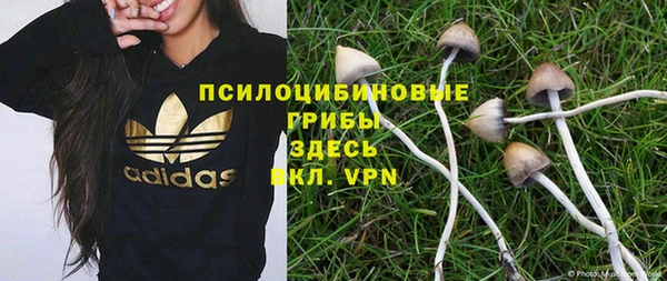 стаф Богданович